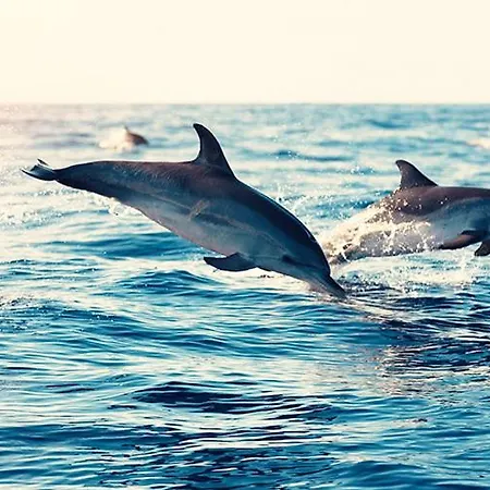 Cozy Seaside 107-9 In Orlando 公寓