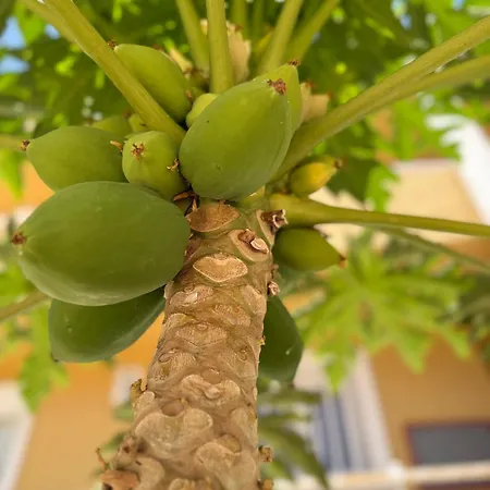 Cozy Seaside 107-9 In Orlando 公寓 *