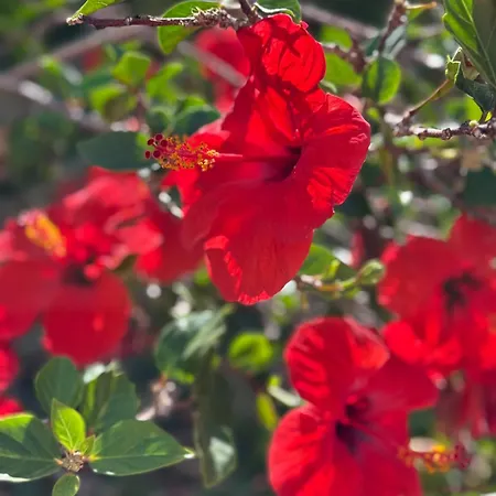 Cozy Seaside 107-9 In Orlando Апартаменты