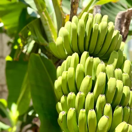 Cozy Seaside 107-9 In Orlando Costa Adeje (Tenerife)