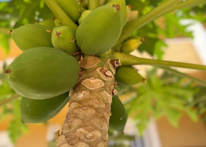 Cozy Seaside 107-9 In Orlando Apartment *